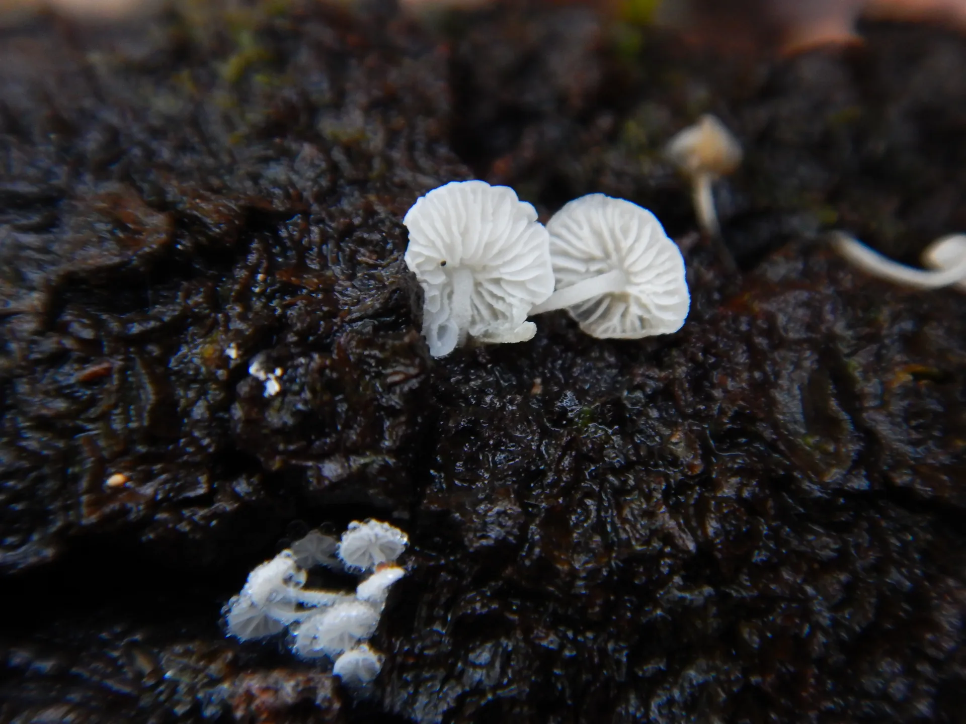 Hemimycena tortuosa-19-12-18 (2)